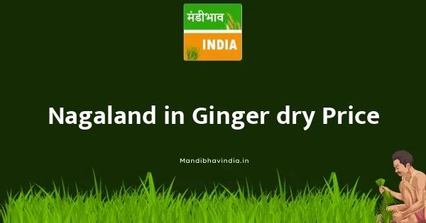 Ginger dry भाव